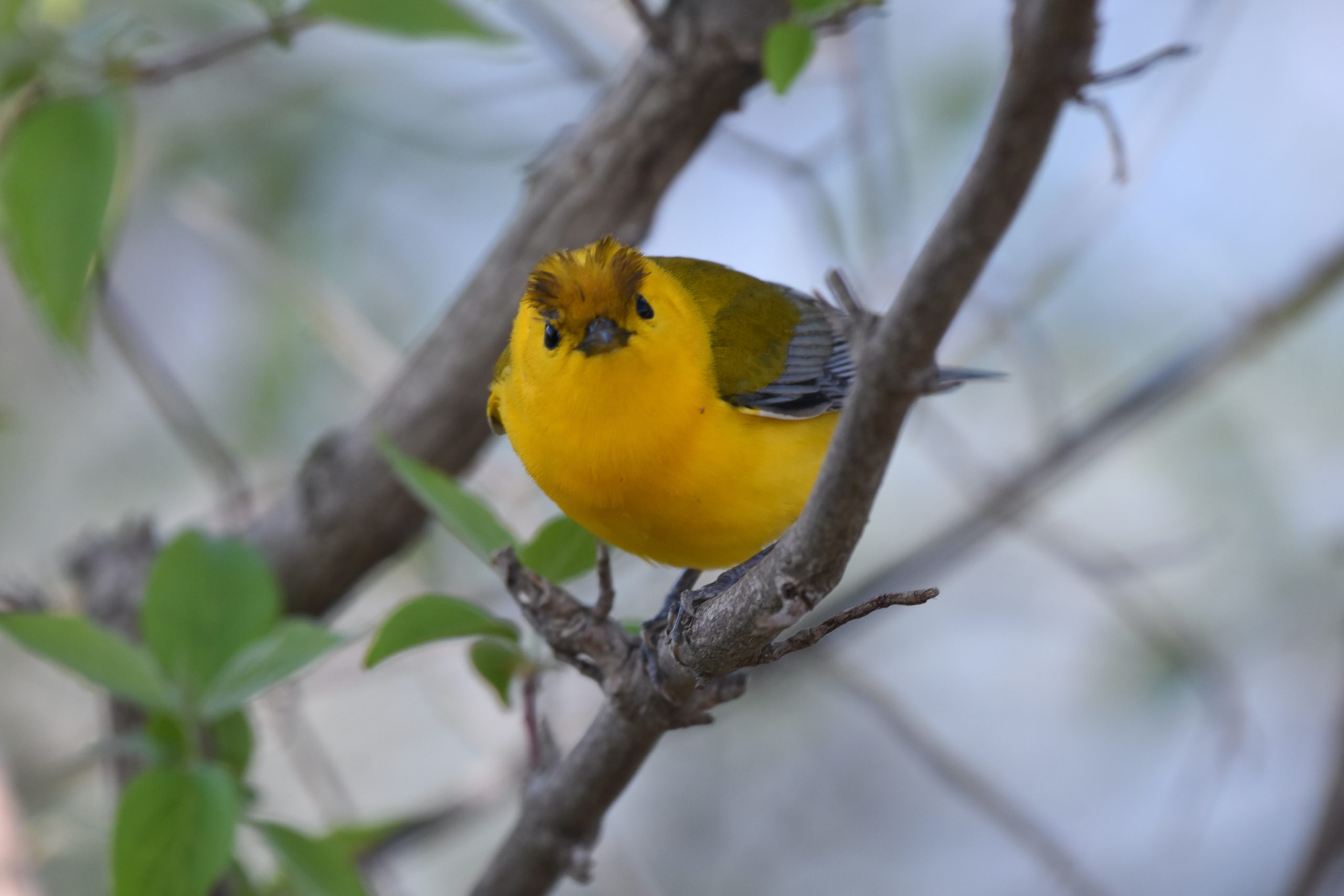 About - Birding with Cedar